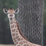 Baby giraffe at Taronga Western Plains Zoo