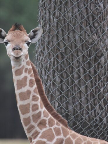 Baby giraffe at Taronga Western Plains Zoo