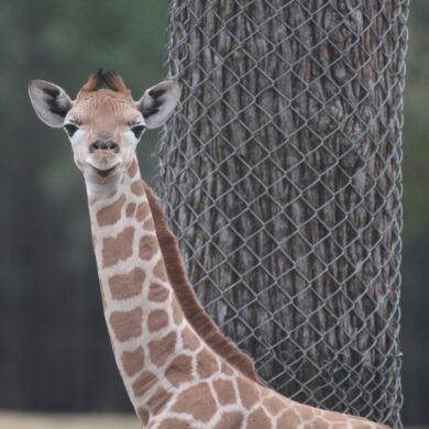 Baby giraffe at Taronga Western Plains Zoo