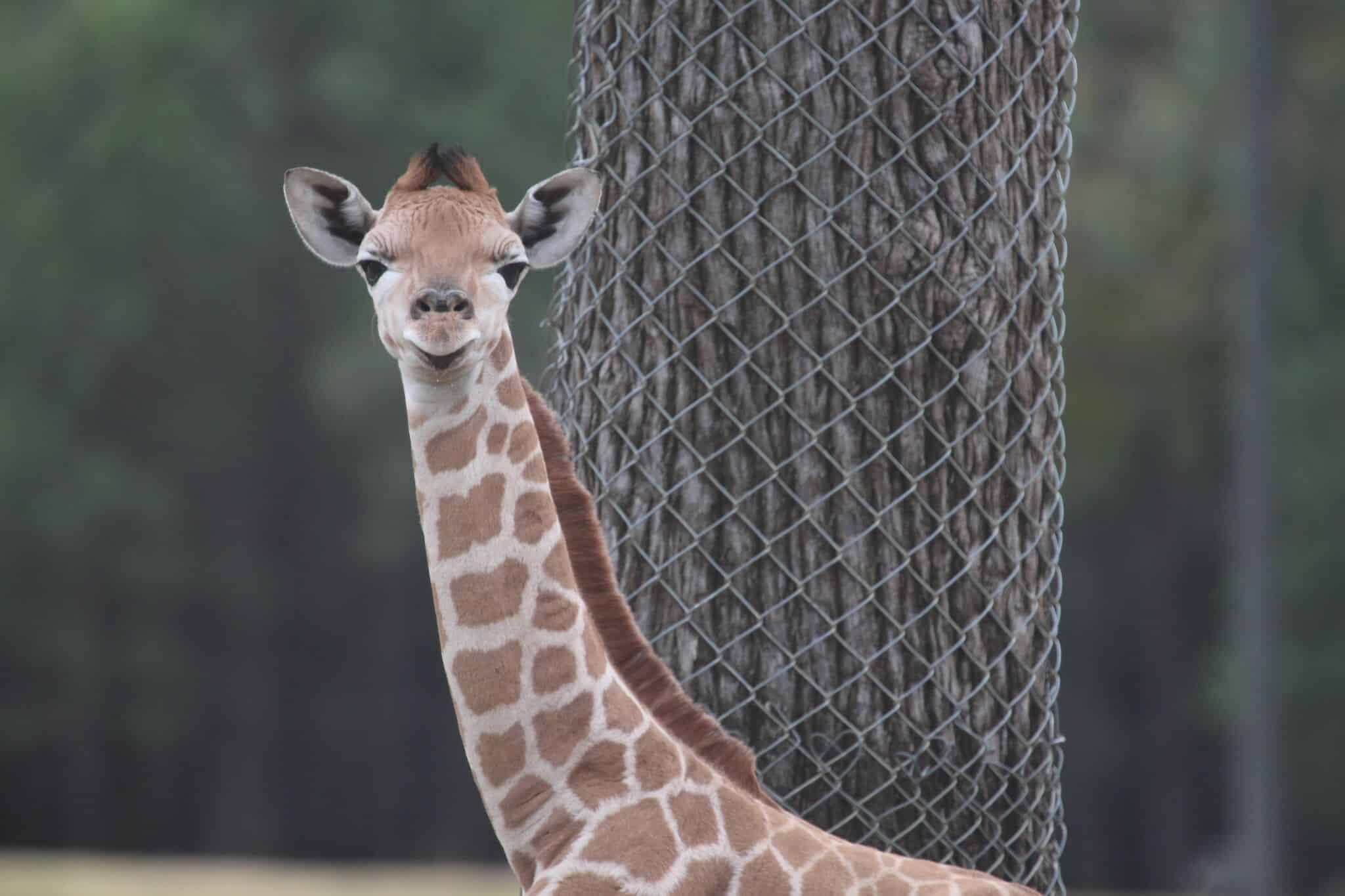 Baby giraffe at Taronga Western Plains Zoo