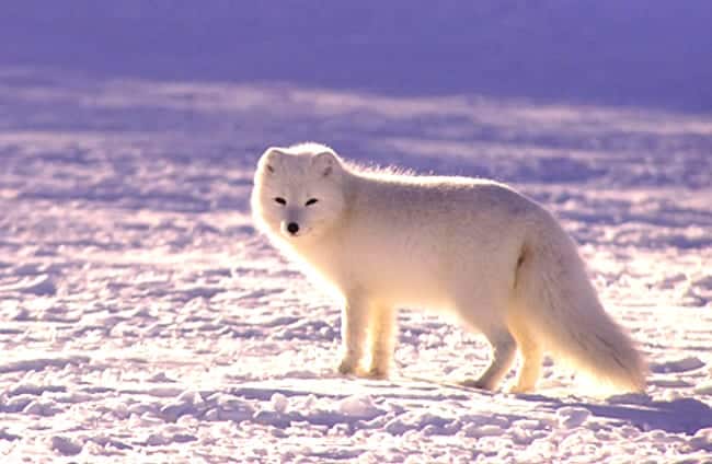 Arctic Fox - الوصف والموئل والصورة والنظام الغذائي وحقائق مثيرة للاهتمام