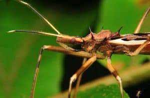 Assassin Bug - الوصف والموئل والصورة والنظام الغذائي وحقائق مثيرة للاهتمام