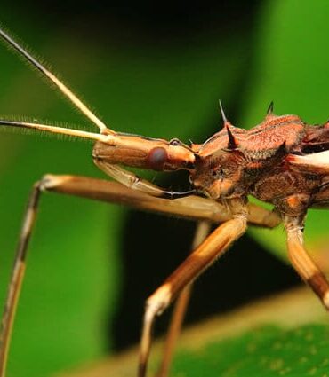 Assassin Bug - الوصف والموئل والصورة والنظام الغذائي وحقائق مثيرة للاهتمام