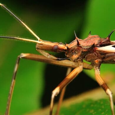 Assassin Bug - الوصف والموئل والصورة والنظام الغذائي وحقائق مثيرة للاهتمام