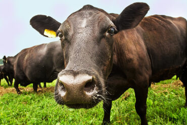 Black Angus - الوصف ، الموئل ، الصورة ، النظام الغذائي ، وحقائق مثيرة للاهتمام
