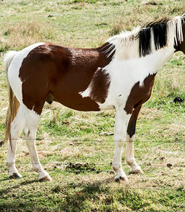 Paint Horse - الوصف ، الموئل ، الصورة ، النظام الغذائي ، وحقائق مثيرة للاهتمام