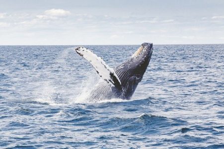 Humpback whale. 