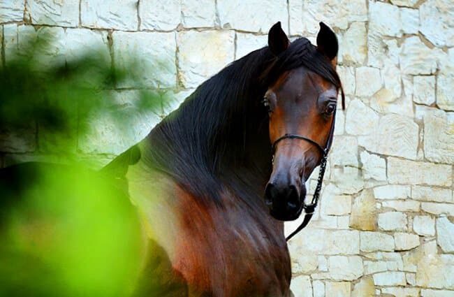 الحصان العربي - الوصف والموئل والصورة والنظام الغذائي وحقائق مثيرة للاهتمام