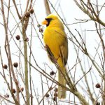 Yellow cardinal