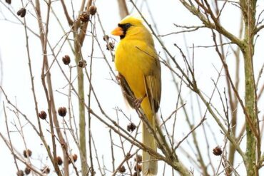 Yellow cardinal