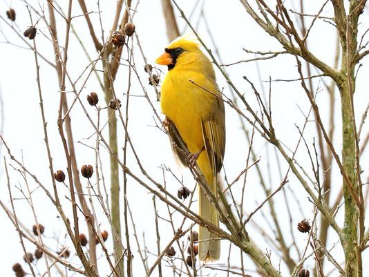 Yellow cardinal