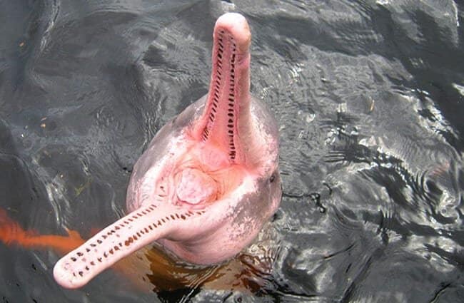 دلفين الامازون