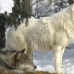 ذئب القطب الشمالي - الوصف والموئل والصورة والنظام الغذائي وحقائق مثيرة للاهتمام