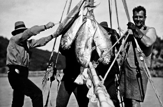 صور قديمة لسمك الباكور