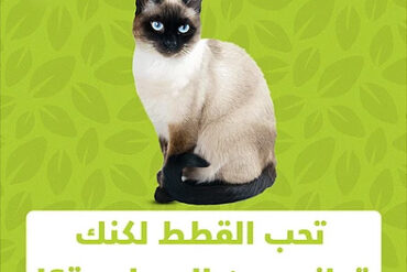الحساسية من القطط