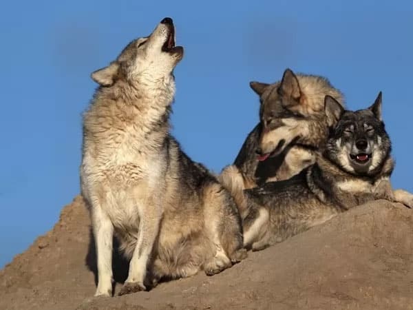 الذئب من أخطر الحيوانات