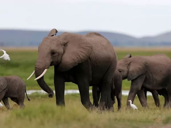الفيل من أخطر الحيوانات