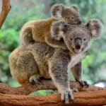 معلومات عن حيوان الكوالا النادر