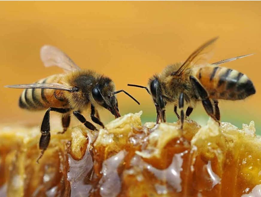 مملكة النحل - معلومات عنها طرق العيش الغذاء بيئتها التربية و التكاثر عالم  الحيوان