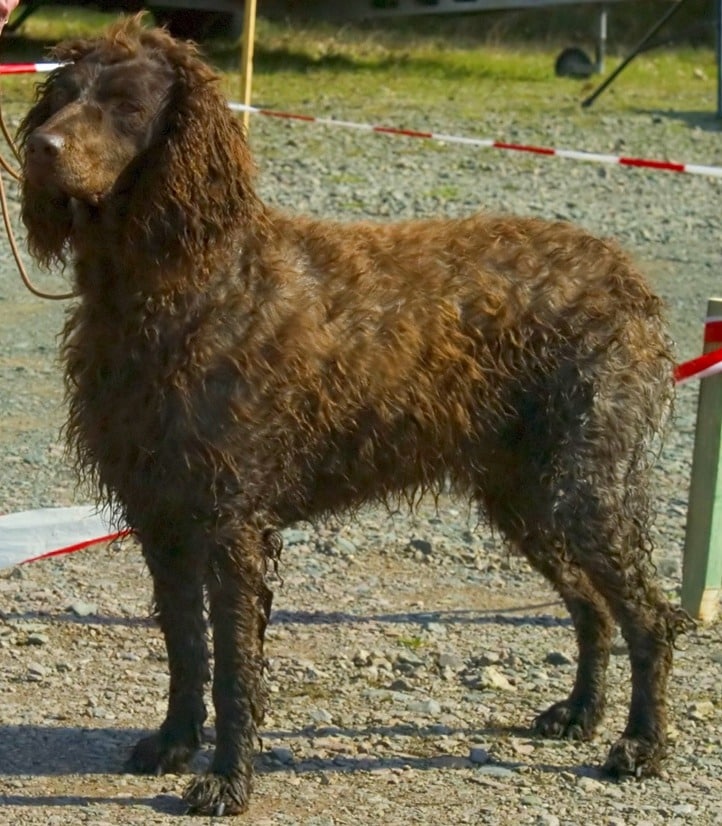 الكلب الفرنسي بونت أوديمير