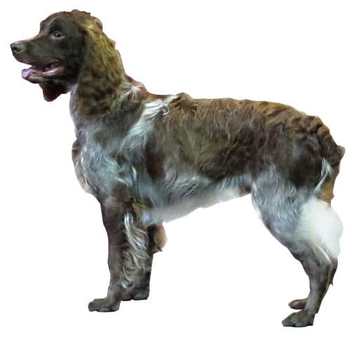 الكلب الفرنسي بونت أوديمير