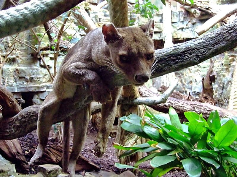 fossa1.jpg