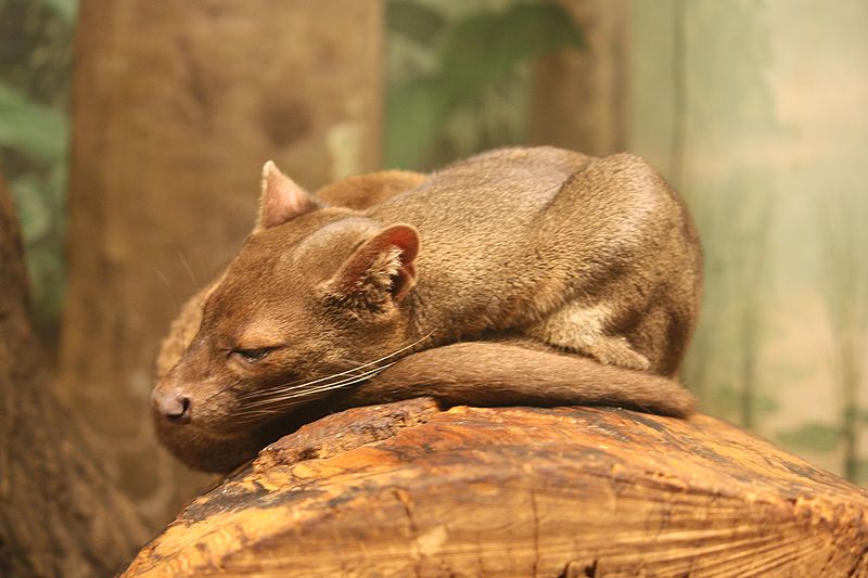 fossa2.jpg