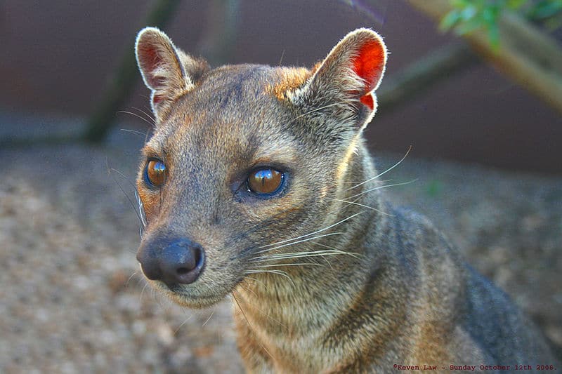 fossa3.jpg