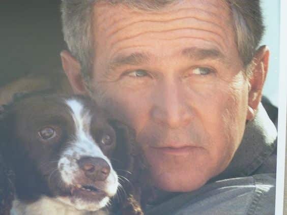 جورج بوش مع كلب سبرينغر