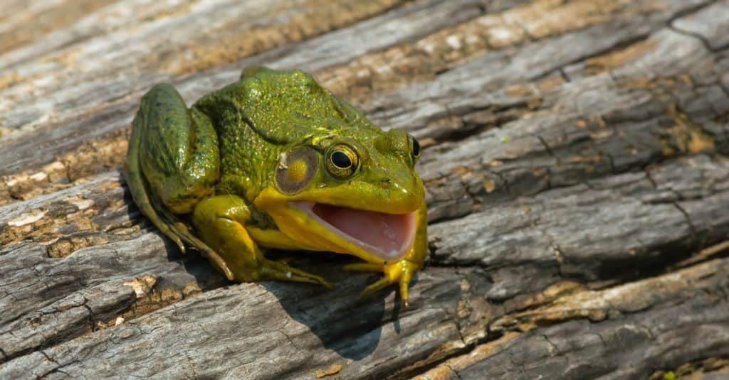 Grenouille en Résine & Oeil de Tigre | Grande