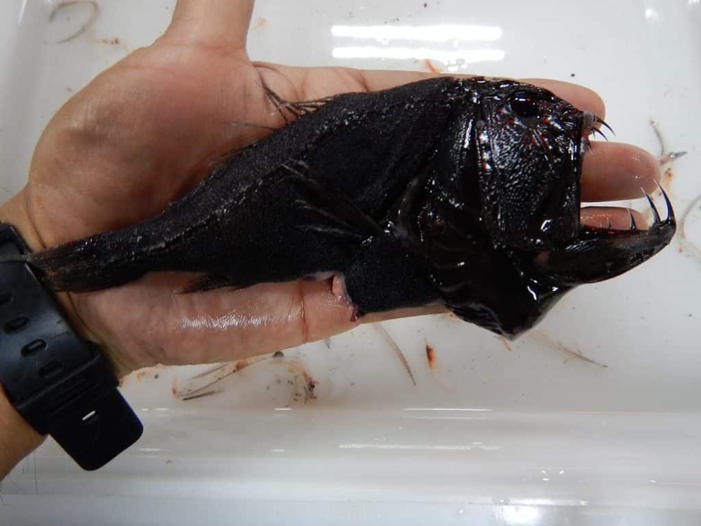 سمكة الفانج توز