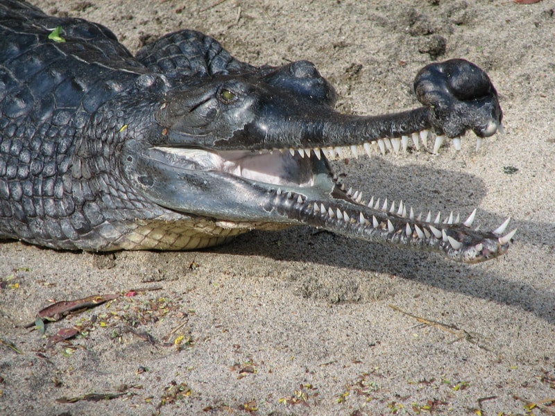 تمساح جافيال Gharial4