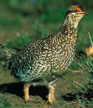 طائر الطيهوج