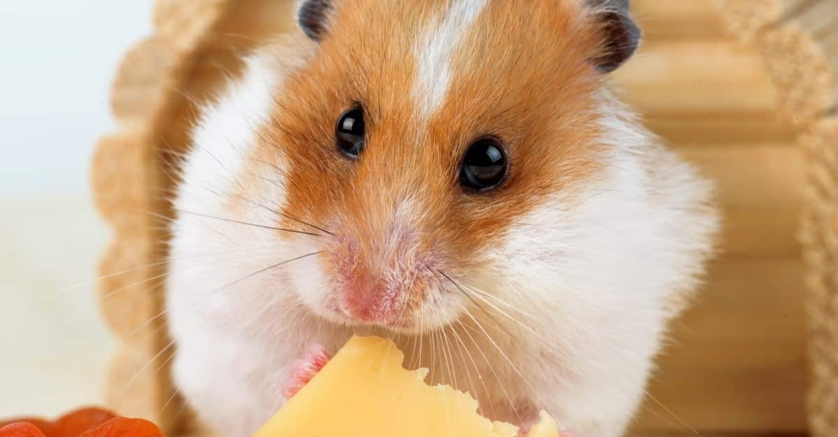  hamster-5.jpg