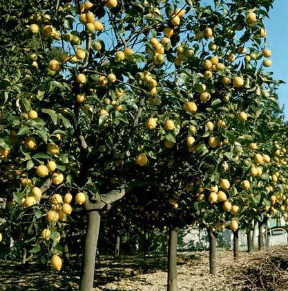 صور مزرعة شجرة الليمون