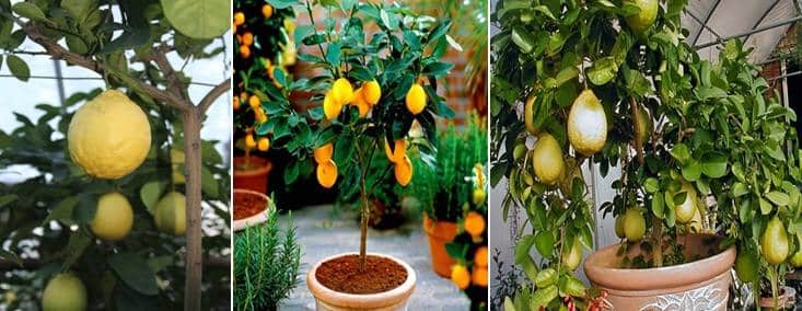 صور أنواع شجرة الليمون