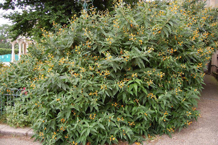 Buddleja الكروي Buddleja globosa