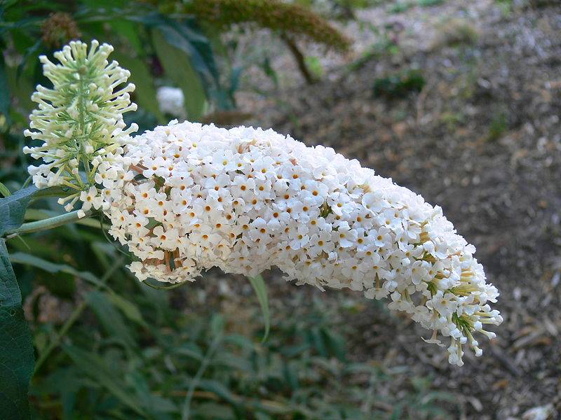 بوديليا بيضاء المزهرة (بودليجا ألبيفلورا)