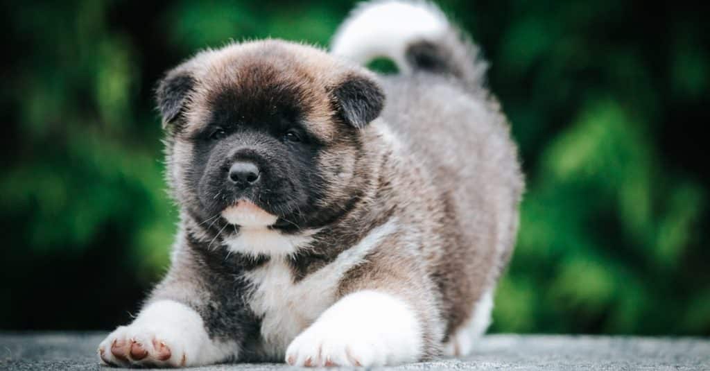 Dışarıda güzel parkta Amerikan Akita şirin köpek yavrusu