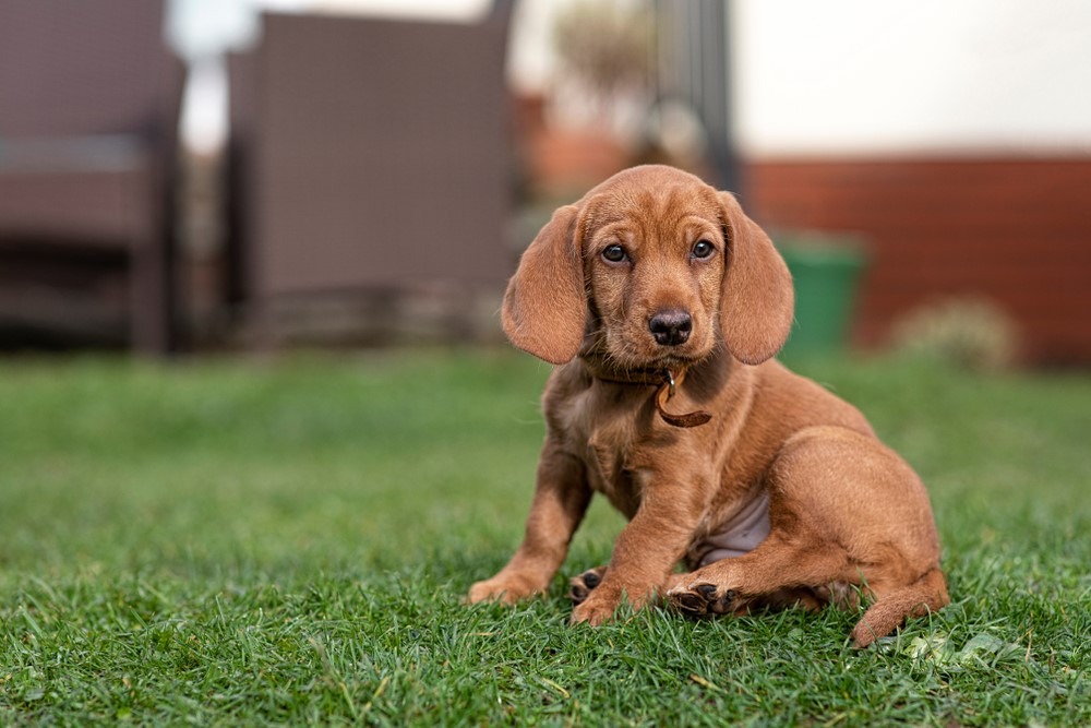 Basset Fauve de Bretagne yavru köpek çimlere oturdu