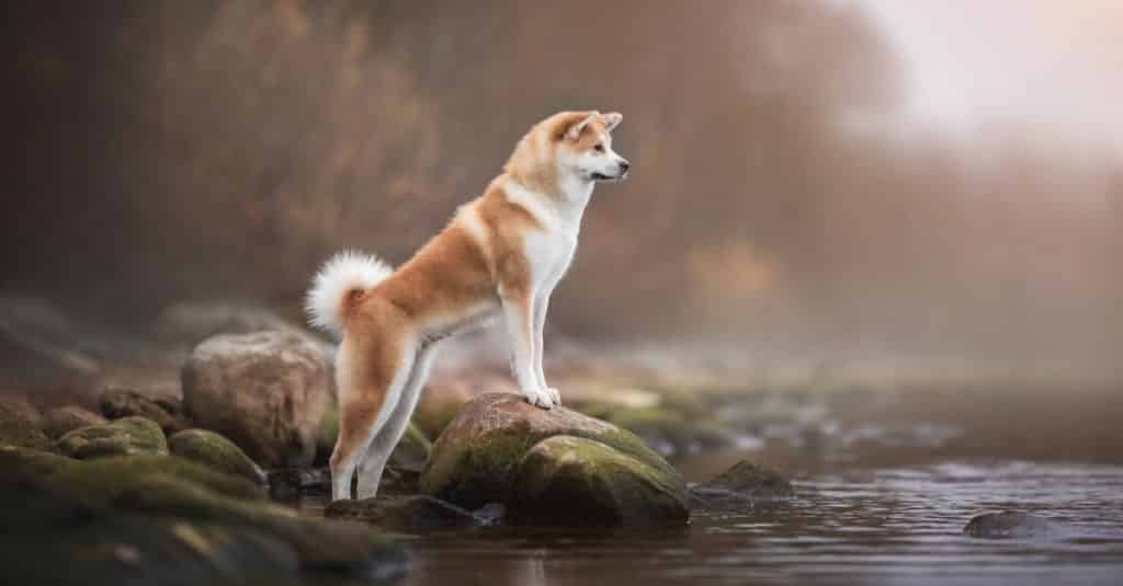 Göl kıyısında kayaların üzerinde duran dişi Akita inu