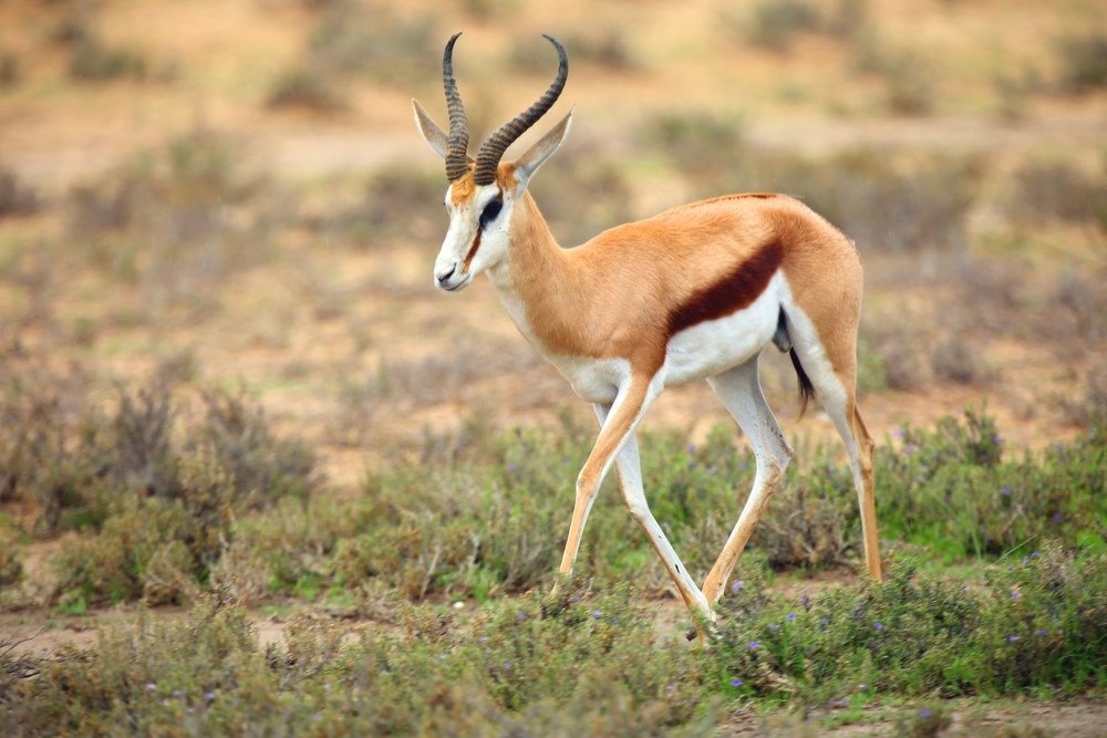 Çölde Springbok yetişkin erkek. Kum üzerinde antilop