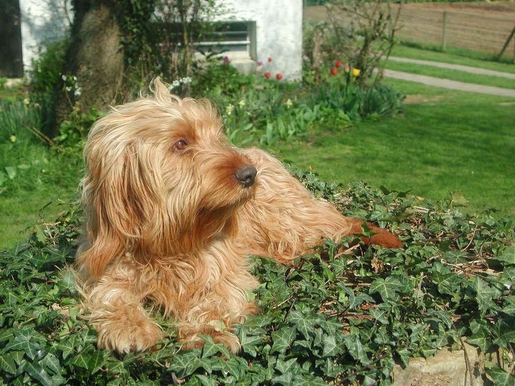 Basset Fauve de Bretagne bir bitkinin üzerinde yatarken