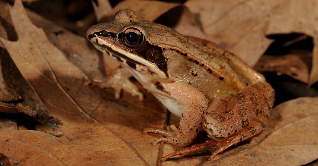 الضفدع الخشبي Wood Frog معلومات عنها طرق العيش الغذاء بيئتها التربية و التكاثر عالم الحيوان