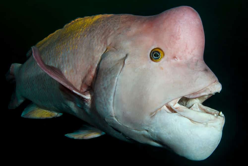 سمكة الشفاهي Asian-sheepshead-wrasse