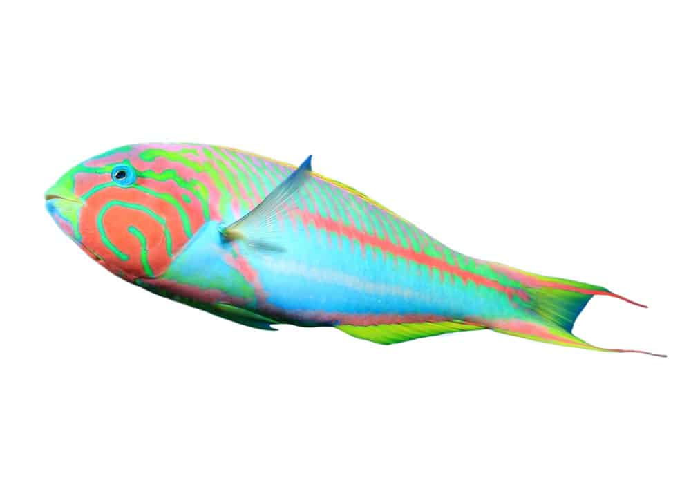 سمكة الشفاهي Wrasse-isolated-white-background