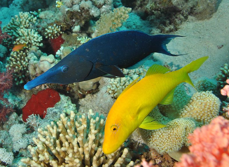 سمكة الشفاهي Wrasse1