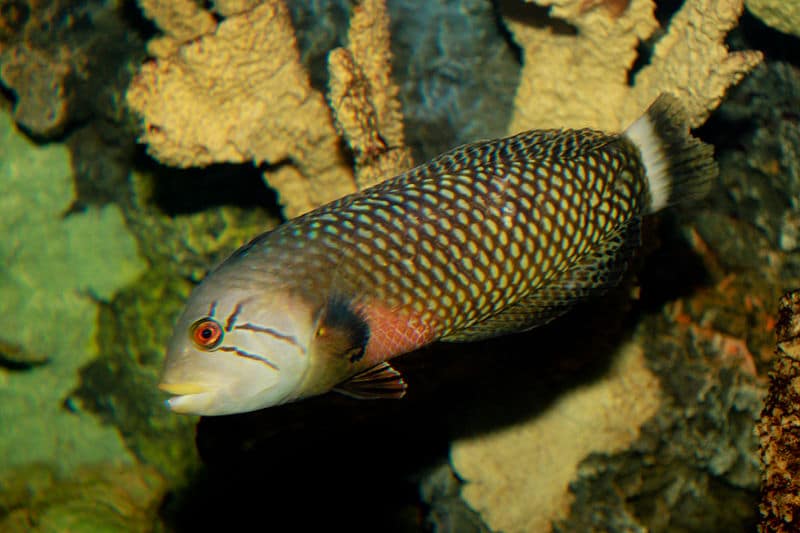 سمكة الشفاهي Wrasse3