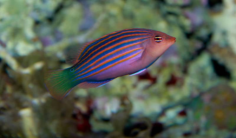 سمكة الشفاهي Wrasse5-1