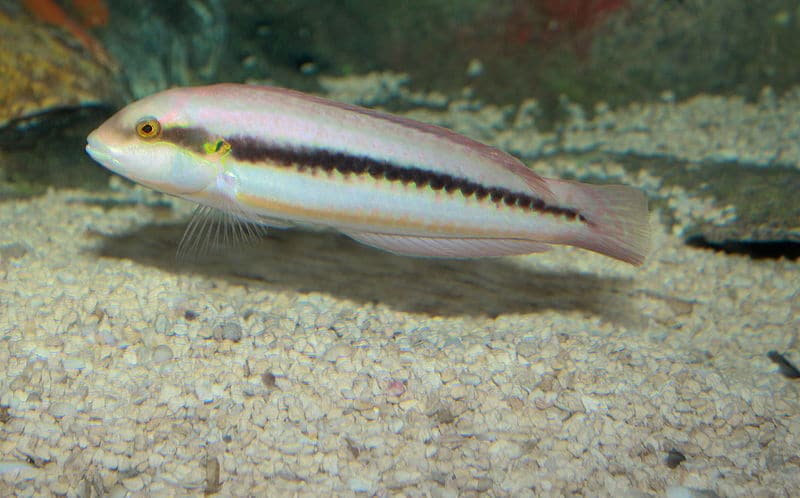 سمكة الشفاهي Wrasse6